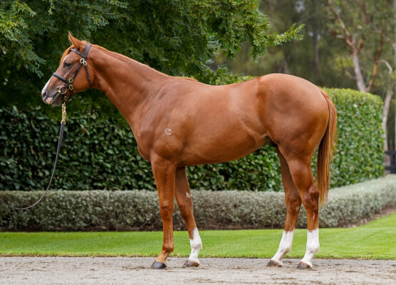 Lot 461: St Mark's Basilica (FR) / Nechita