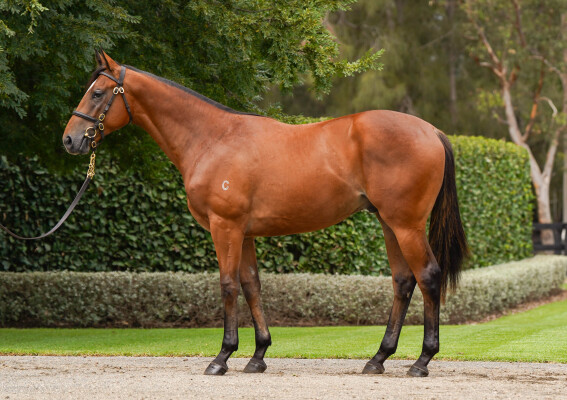 Lot 467: Snitzel / Nimalee