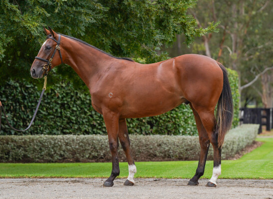 Lot 54: Home Affairs / Russian Camilla (IRE)