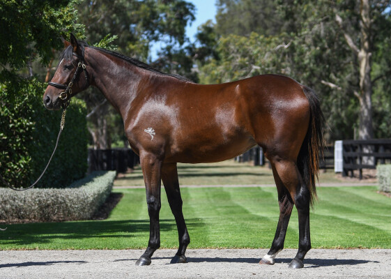 Lot 66: So You Think (NZ) / Savvy Coup (NZ)