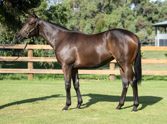 Lot 244: Ole Kirk / Calming Influence