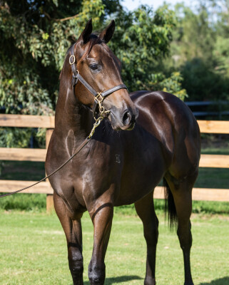 Lot 244: Ole Kirk / Calming Influence