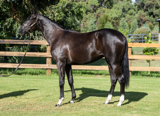 Lot 421: Maurice (JPN) / Media Award