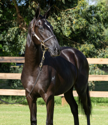 Lot 421: Maurice (JPN) / Media Award