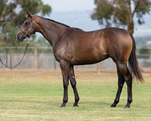 Lot 217: Justify (USA) / Angelinka (FR)