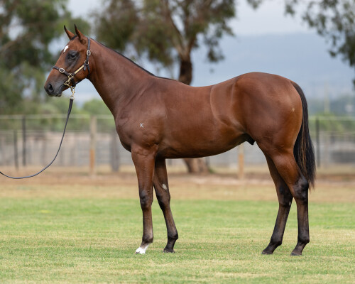 Lot 242: Zoustar / Cafe Royal