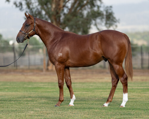 Lot 435: Zoustar / Miss Canada