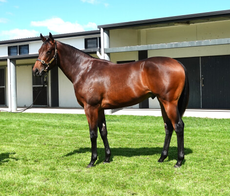 Lot 34: Wootton Bassett (GB) / Queen la Diva