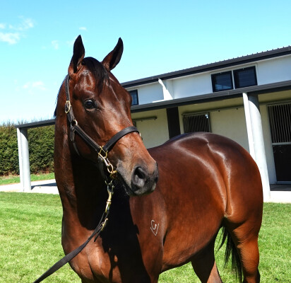 Lot 34: Wootton Bassett (GB) / Queen la Diva