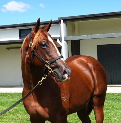 Lot 239: Stay Inside / Bring Me Showers
