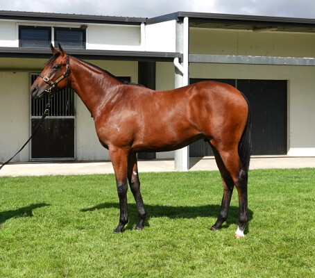 Lot 374: Too Darn Hot (GB) / La Magique