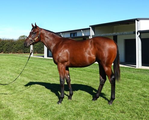 Lot 394: Zoustar / Lomandra
