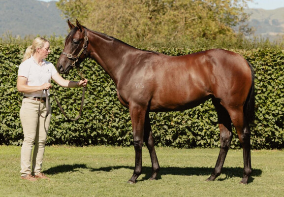 Lot 340: Ardrossan / Hopscotch (NZ)