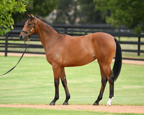 Lot 3: Farnan / One More Tequila