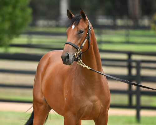 Lot 3: Farnan / One More Tequila