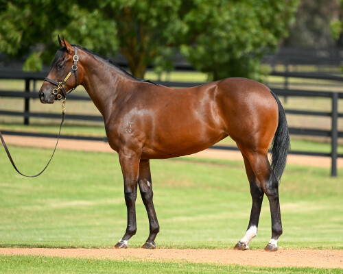 Lot 70: Zoustar / Seattle Dancer