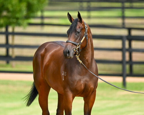 Lot 70: Zoustar / Seattle Dancer