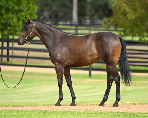 Lot 121: Snitzel / Starelle