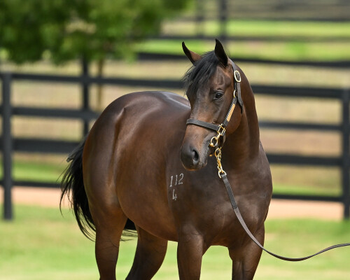 Lot 121: Snitzel / Starelle