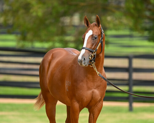 Lot 124: Zoustar / Still a Star