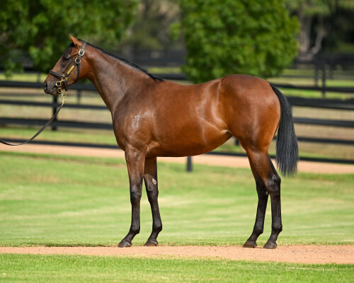 Lot 126: Zoustar / Summer Sham