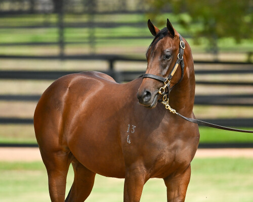 Lot 126: Zoustar / Summer Sham