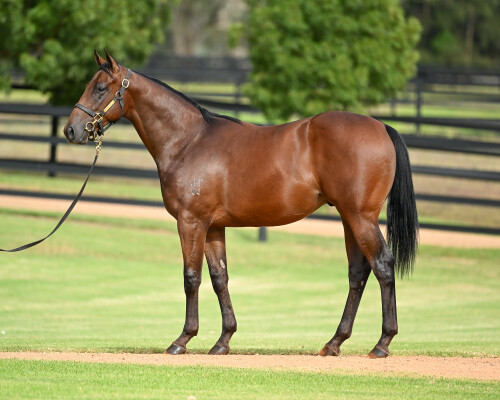 Lot 135: Zoustar / Sword of Light