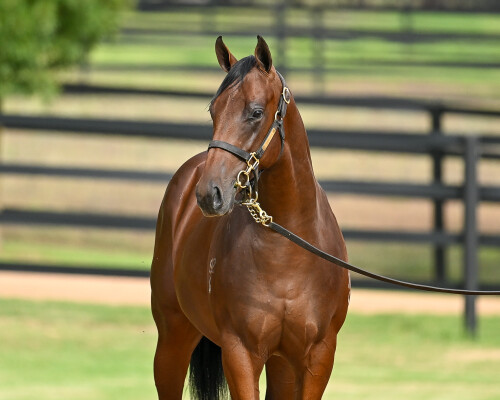Lot 135: Zoustar / Sword of Light