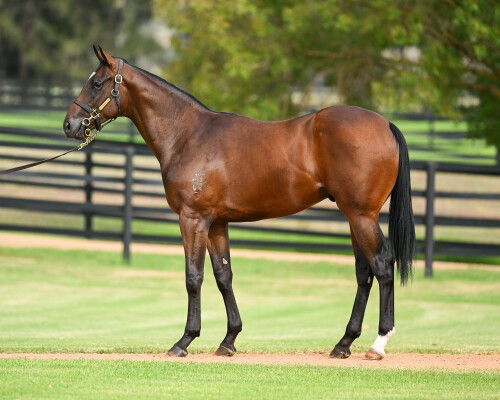 Lot 146: Zoustar / The Actuary