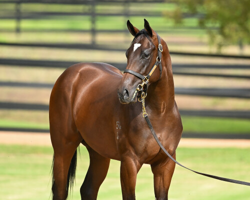 Lot 146: Zoustar / The Actuary