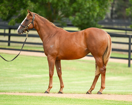 Lot 161: Snitzel / Treppes
