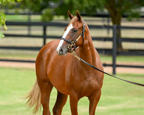 Lot 161: Snitzel / Treppes