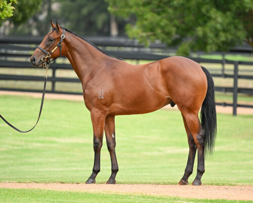 Lot 188: I Am Invincible / Witherspoon