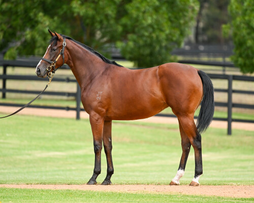 Lot 228: Siyouni (FR) / Bebeautiful (FR)