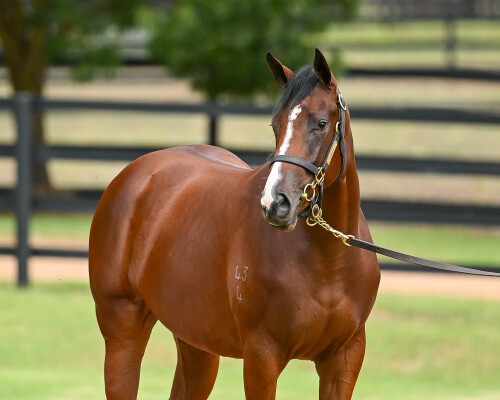 Lot 228: Siyouni (FR) / Bebeautiful (FR)