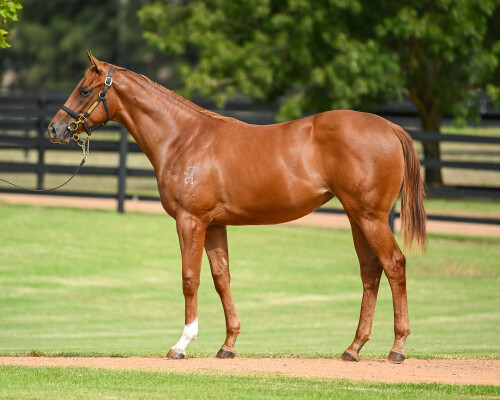 Lot 266: Zoustar / Daysee Doom