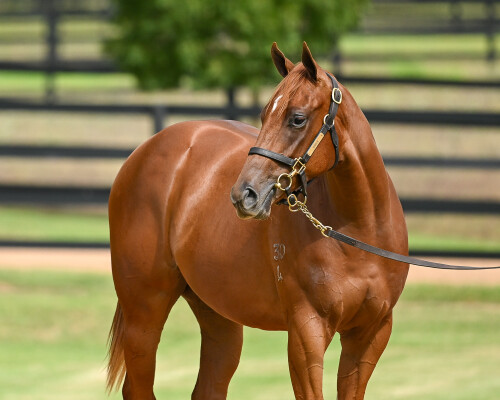 Lot 266: Zoustar / Daysee Doom