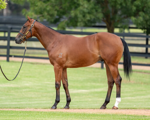 Lot 273: Home Affairs / Dream Cirque