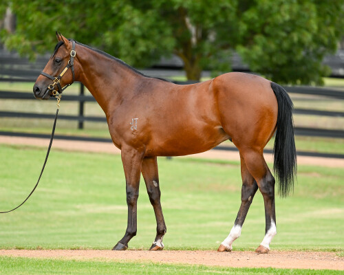 Lot 287: Zoustar / Emerald Bay
