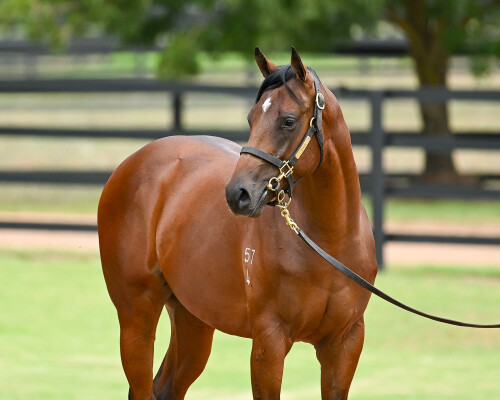 Lot 287: Zoustar / Emerald Bay