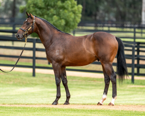 Lot 288: Too Darn Hot (GB) / Enbihaar