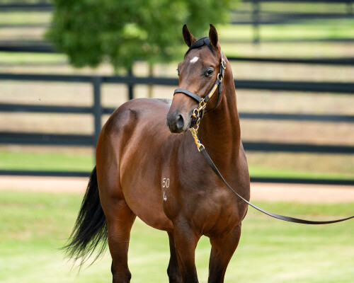 Lot 288: Too Darn Hot (GB) / Enbihaar