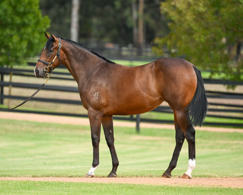 Lot 299: Anamoe / Exaltation (NZ)