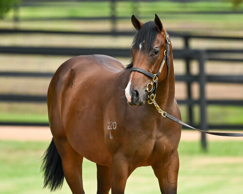 Lot 299: Anamoe / Exaltation (NZ)