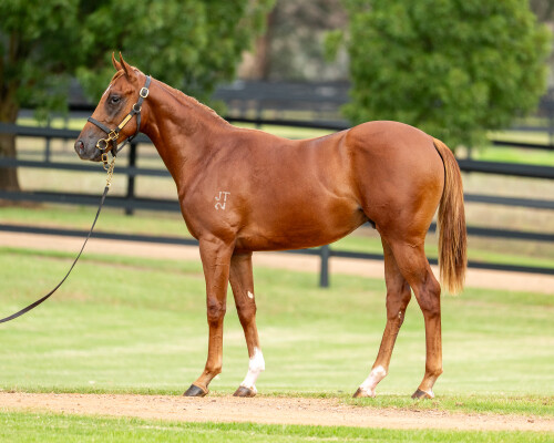 Lot 308: Zoustar / Fast Talker