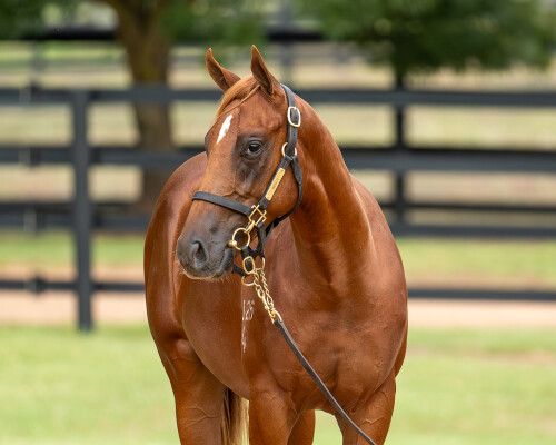 Lot 308: Zoustar / Fast Talker