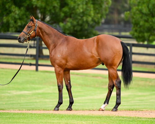 Lot 312: Dundeel (NZ) / Fiesta