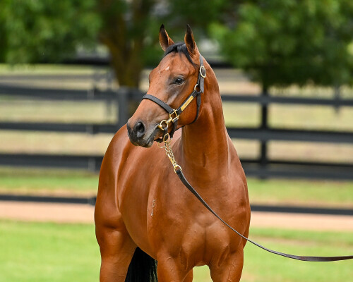 Lot 312: Dundeel (NZ) / Fiesta