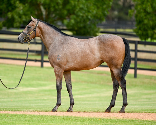 Lot 322: Zoustar / Fratianne