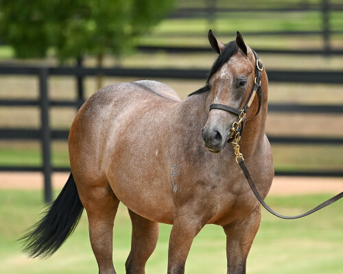Lot 322: Zoustar / Fratianne